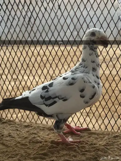 زوج هومر تايقر 3