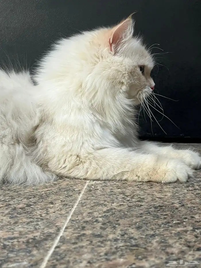 انثى بيضاء شيرازي 8 شهور 4