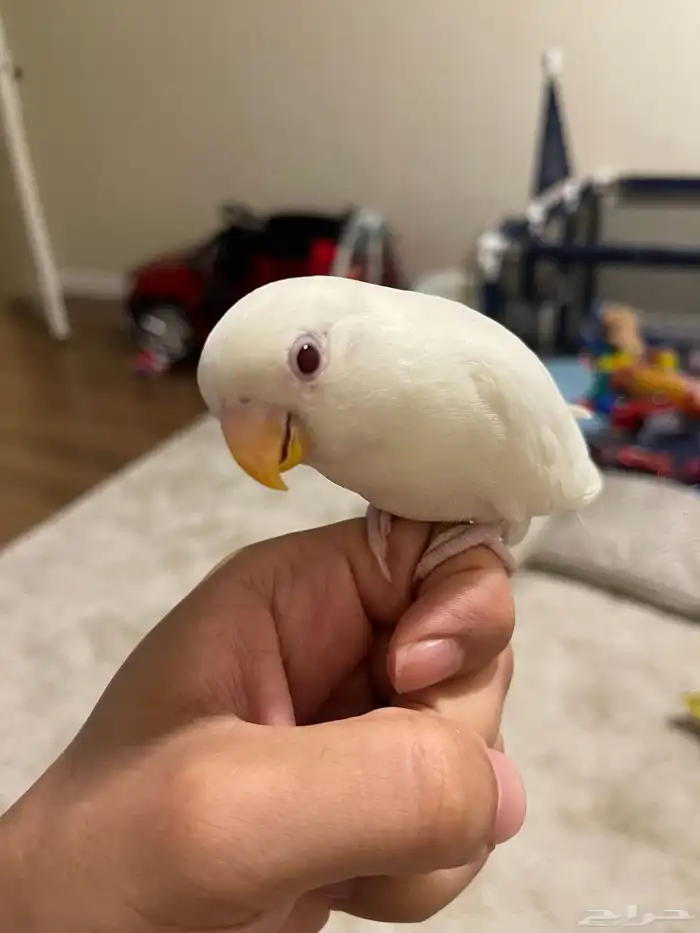 روز اليف جدا 0