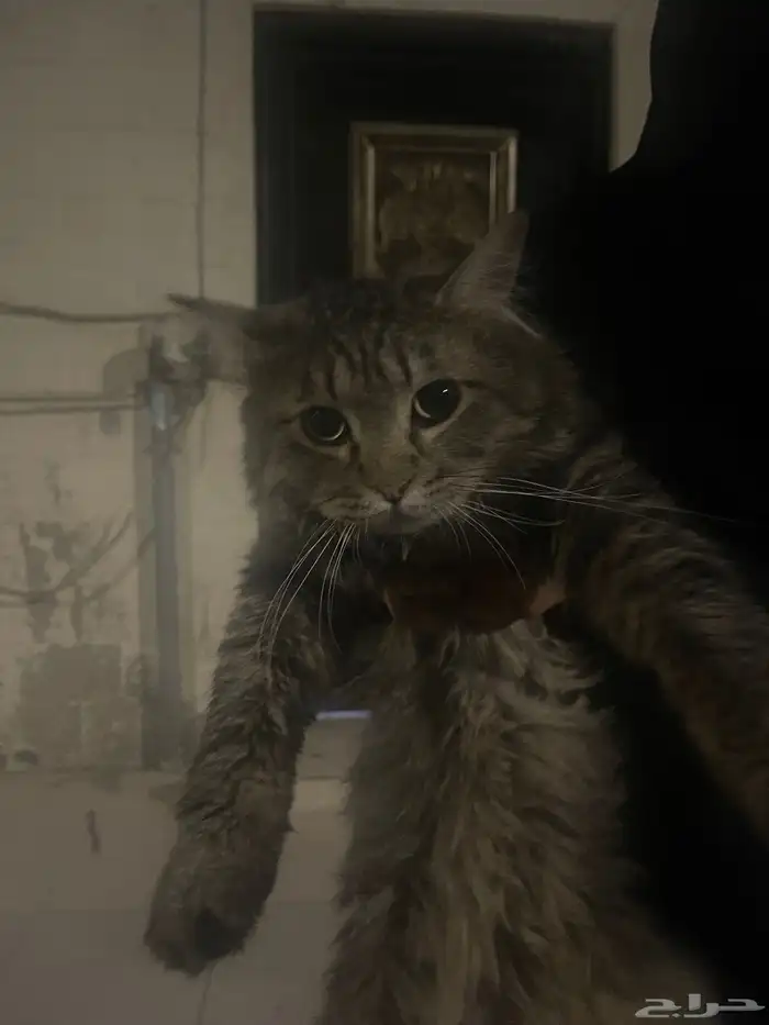 قطه لطيفه شيرازي 0