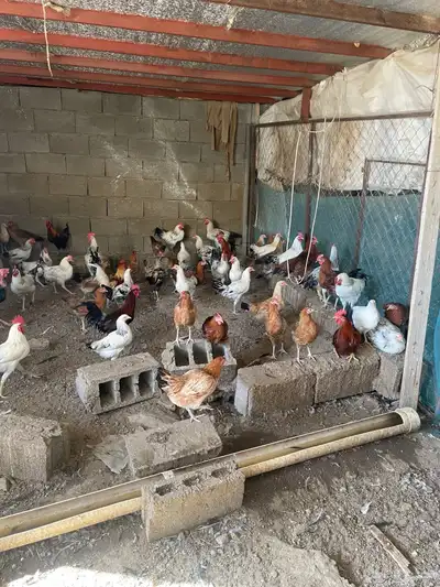 دجاج للبيع تم البيع 1