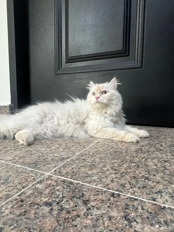 انثى بيضاء شيرازي 8 شهور 3