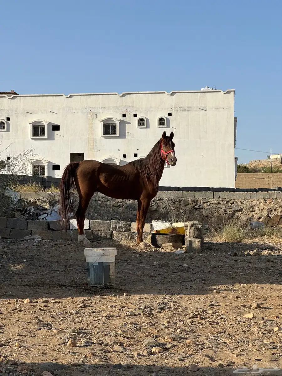 خيل شعبي 6