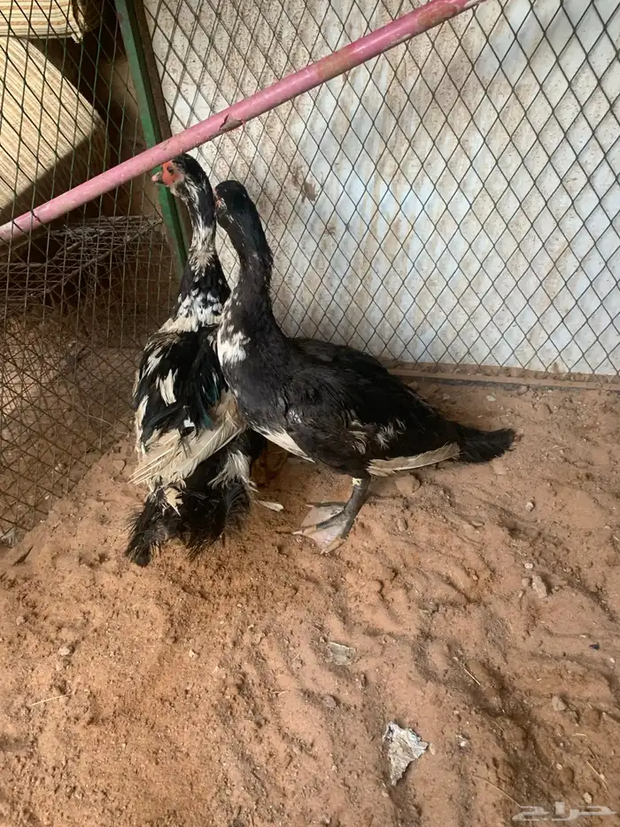 ذكور بح 2