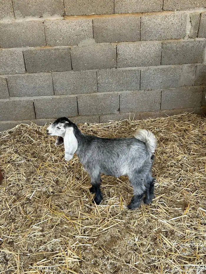 عنز متاومه 0