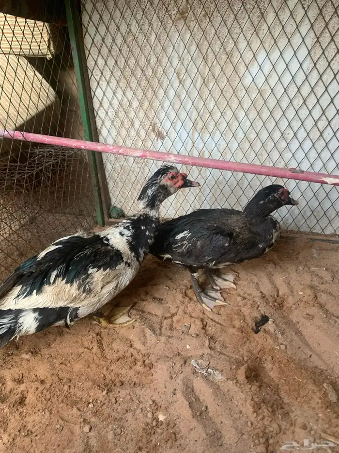ذكور بح 5