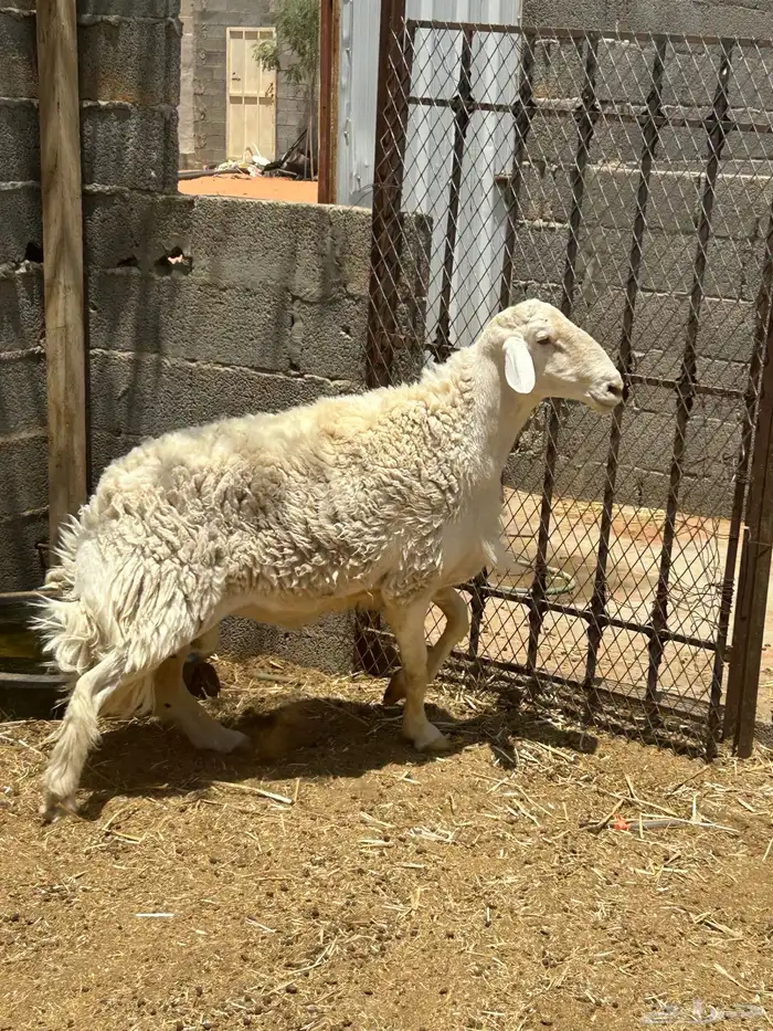 فحل حري وشات شقا مبيوعه 4