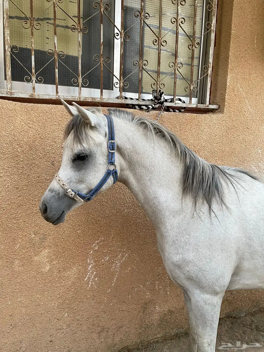 مهر واهو جمال 4