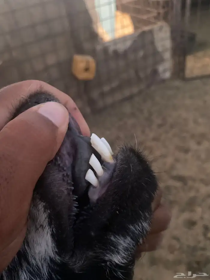 تيس وعنز حايل 4