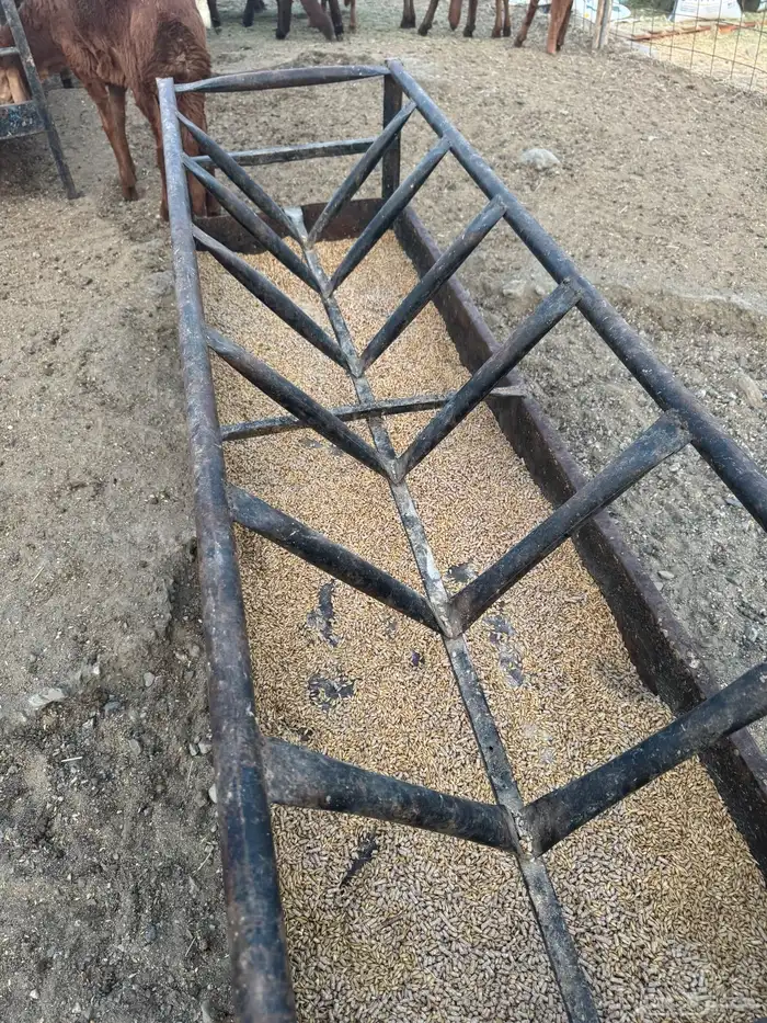 سواكن جذعان ذبيحتك لباب بيتك بسعر مميز 8