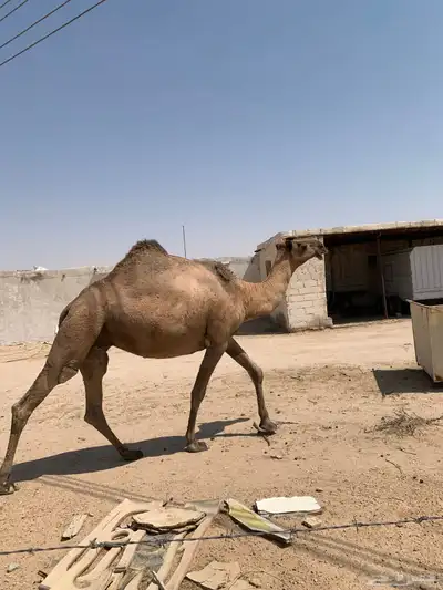 ناقة صفرا طيبة 3