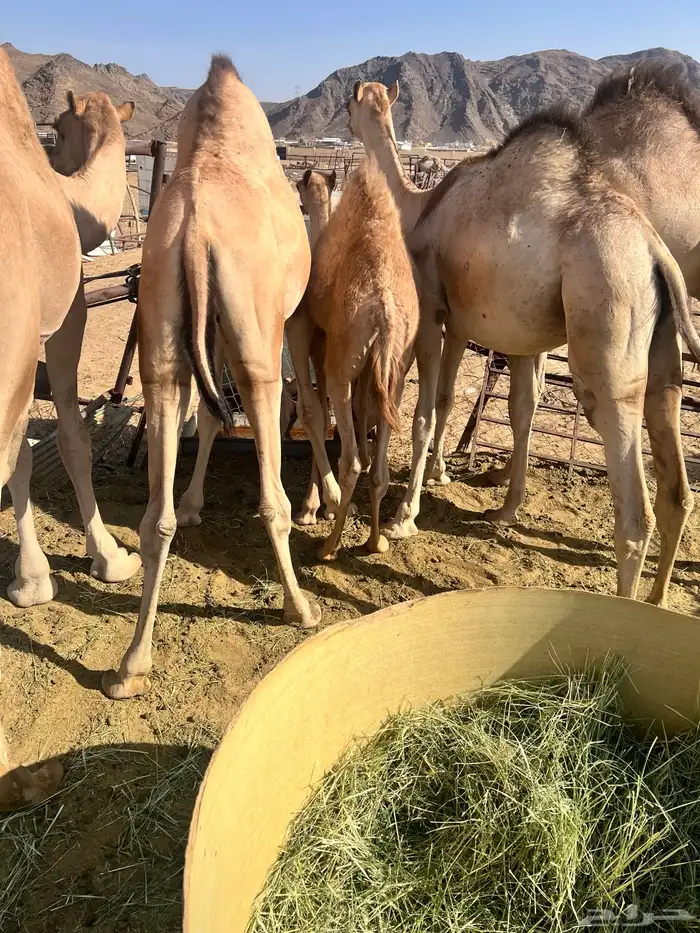 قعدان كفو 2