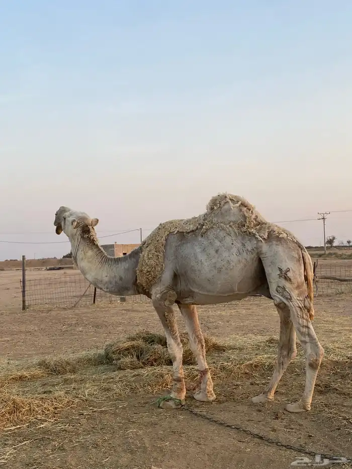 رماني على ابو يد 0