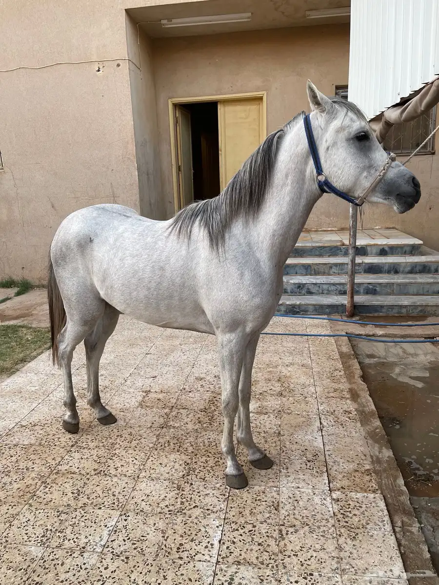 مهر واهو جمال 3