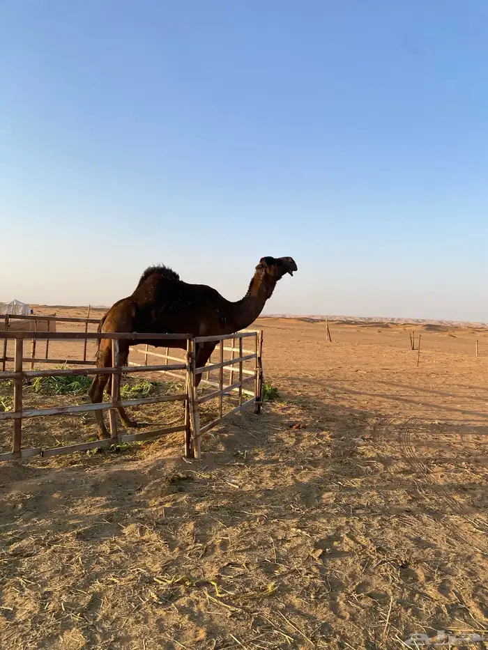 للبيع فحل مجهم 1