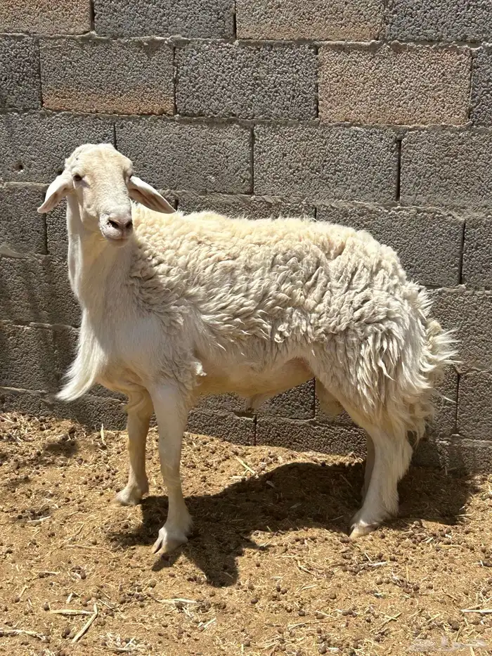 فحل حري وشات شقا مبيوعه 3