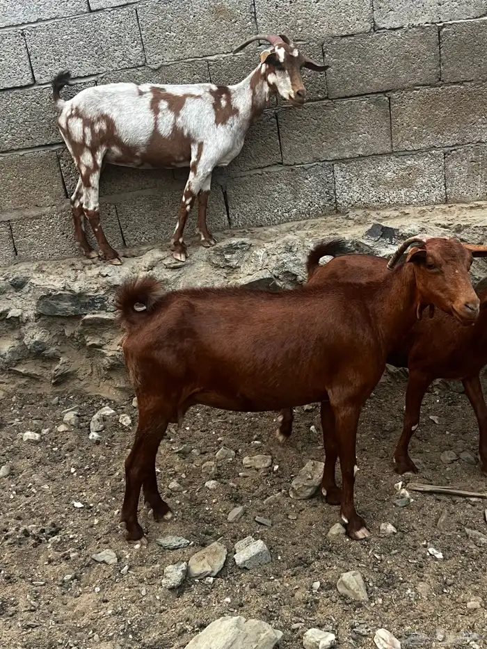 ماعز 2