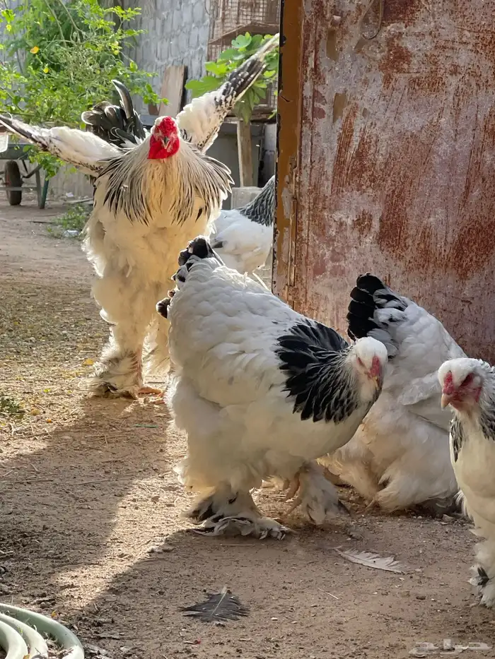 براهما 5