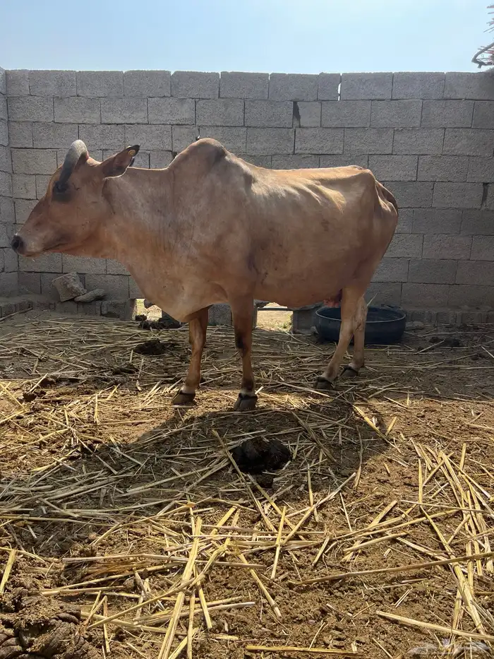 بقره دافع 1