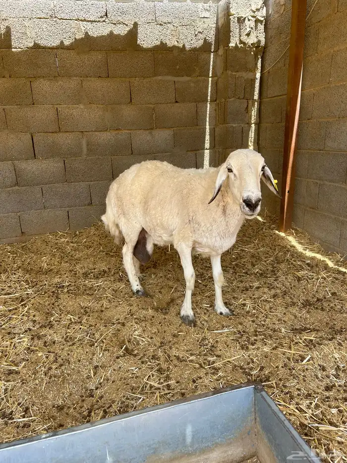 فحل حري وشات شقا مبيوعه 0