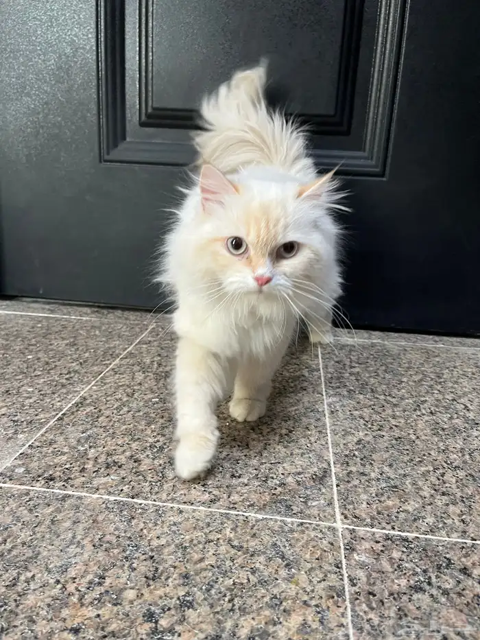 انثى بيضاء شيرازي 8 شهور 0