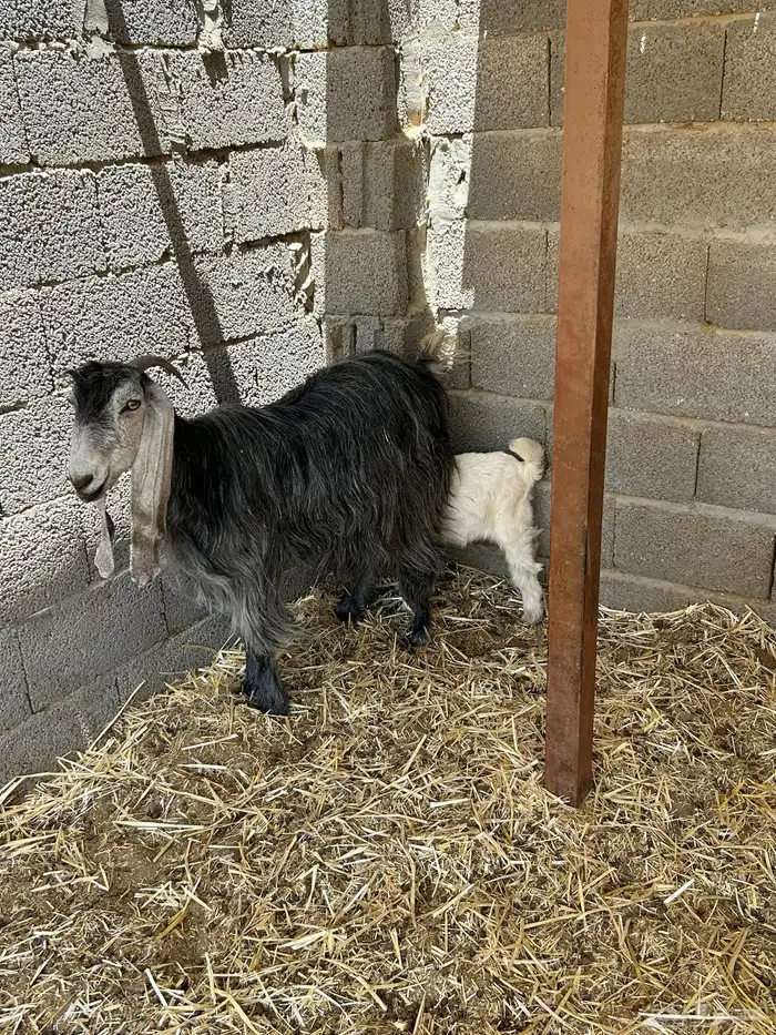 عنز متاومه 2