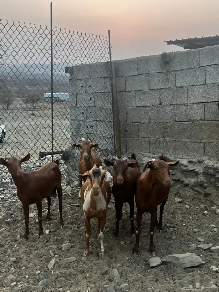 ماعز 6