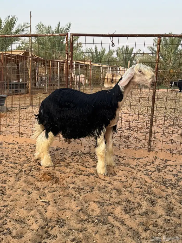 مشروع فحل نجدي 1