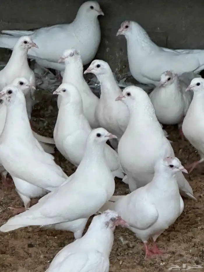 حمام لاحم للبيع 0