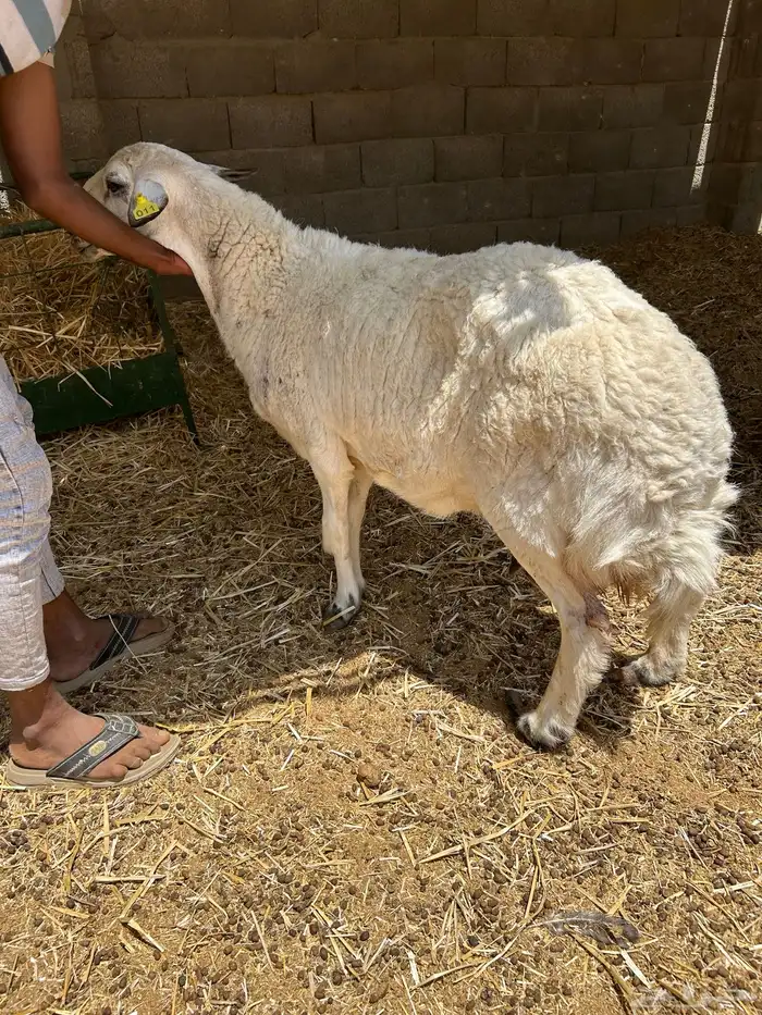 فحل حري وشات شقا مبيوعه 1