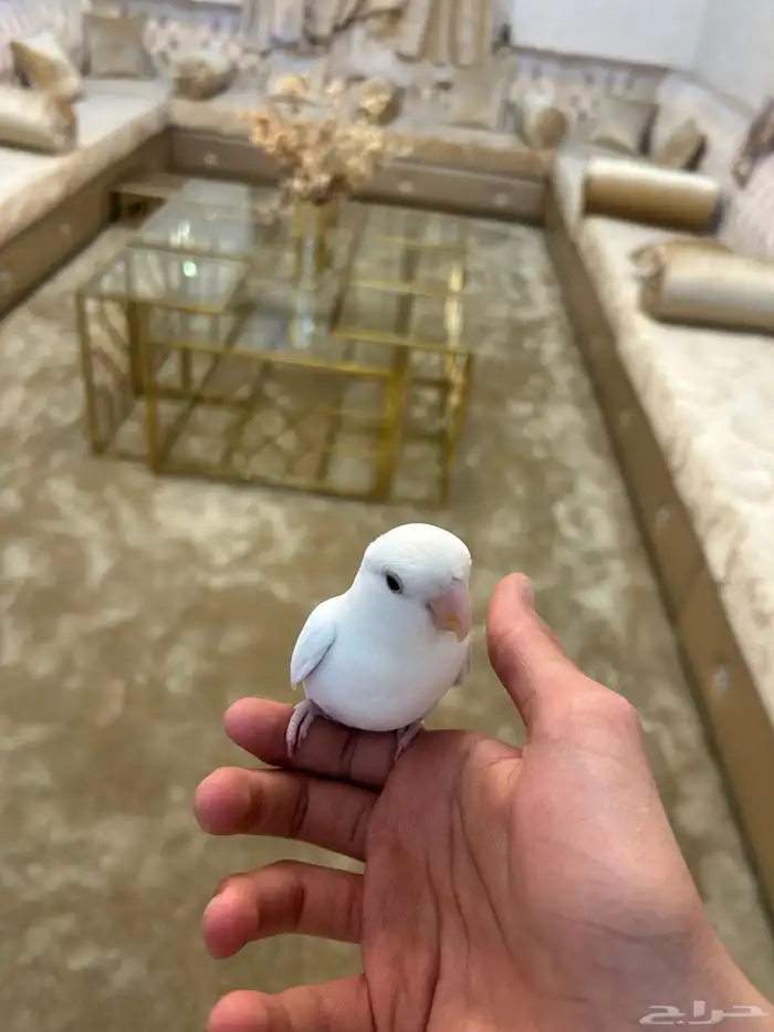 ببغاء روز البينو ضايع 0