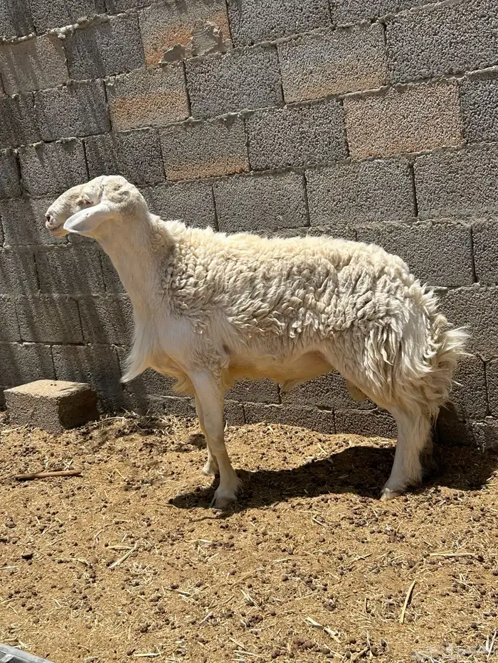 فحل حري وشات شقا مبيوعه 2