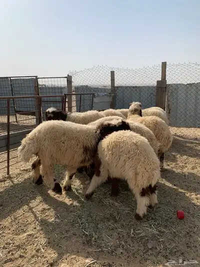 ذبايح للبيع 0