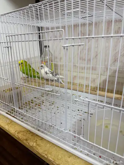طيور بادجي للبيع الصحه كويسه اللون اخضر وابيض ذكر وأنثى 2