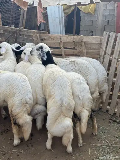 5خرفان و 5 رخال فواخر ( تم البيع ) 0