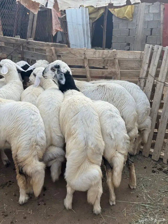5خرفان و 5 رخال فواخر ( تم البيع ) 0