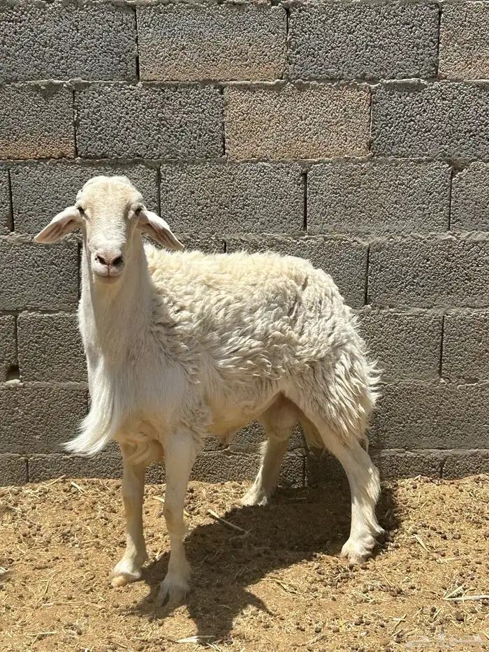 فحل حري وشات شقا مبيوعه 5