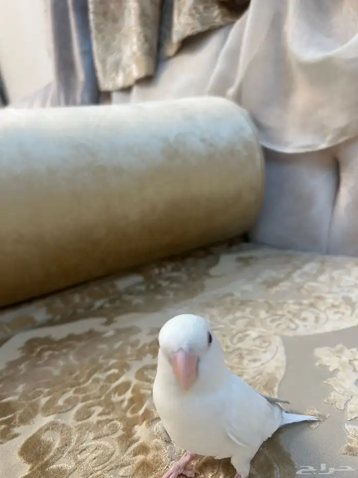 ببغاء روز البينو ضايع 1