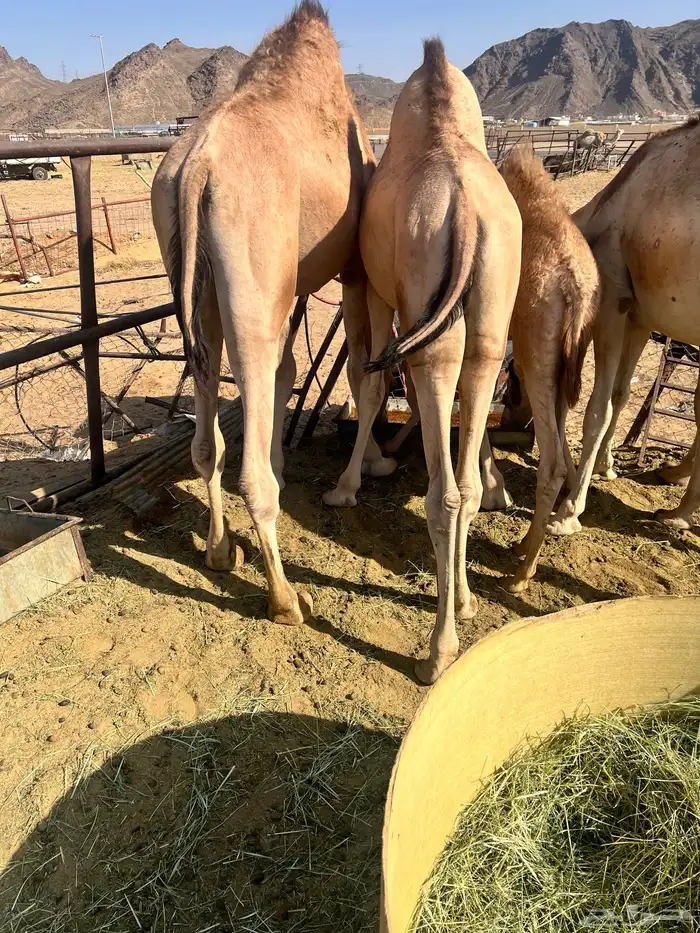 قعدان كفو 0