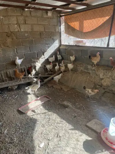 دجاج للبيع تم البيع 2