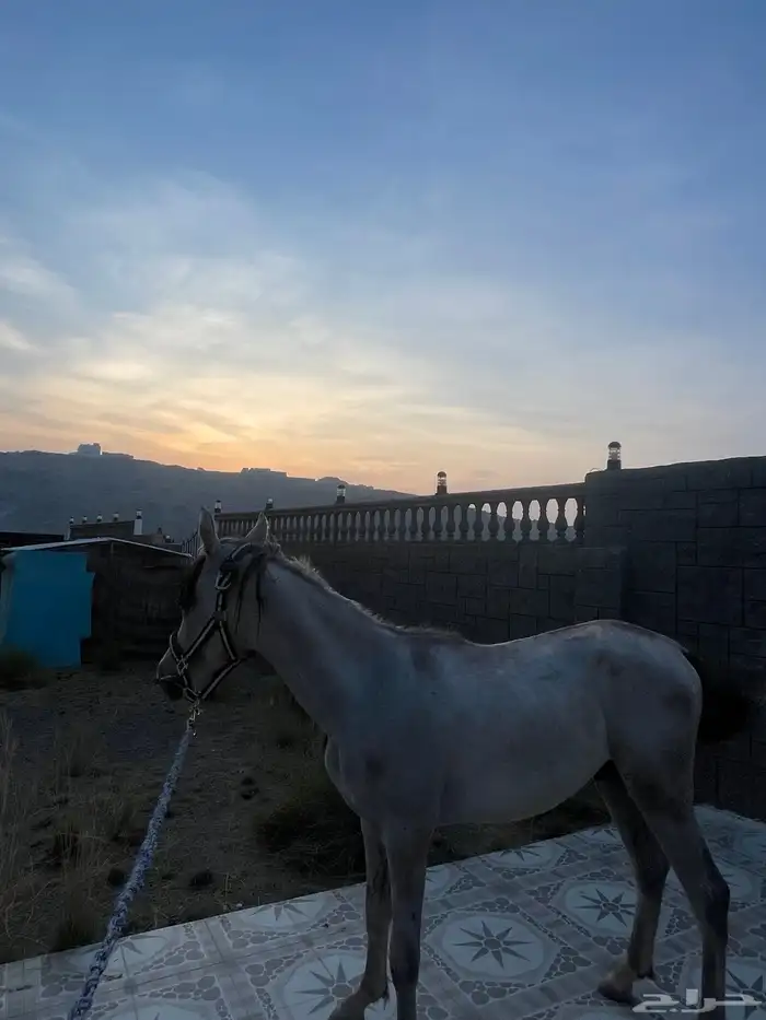 مهر للبيع عمره سنه عربي شعبي 1