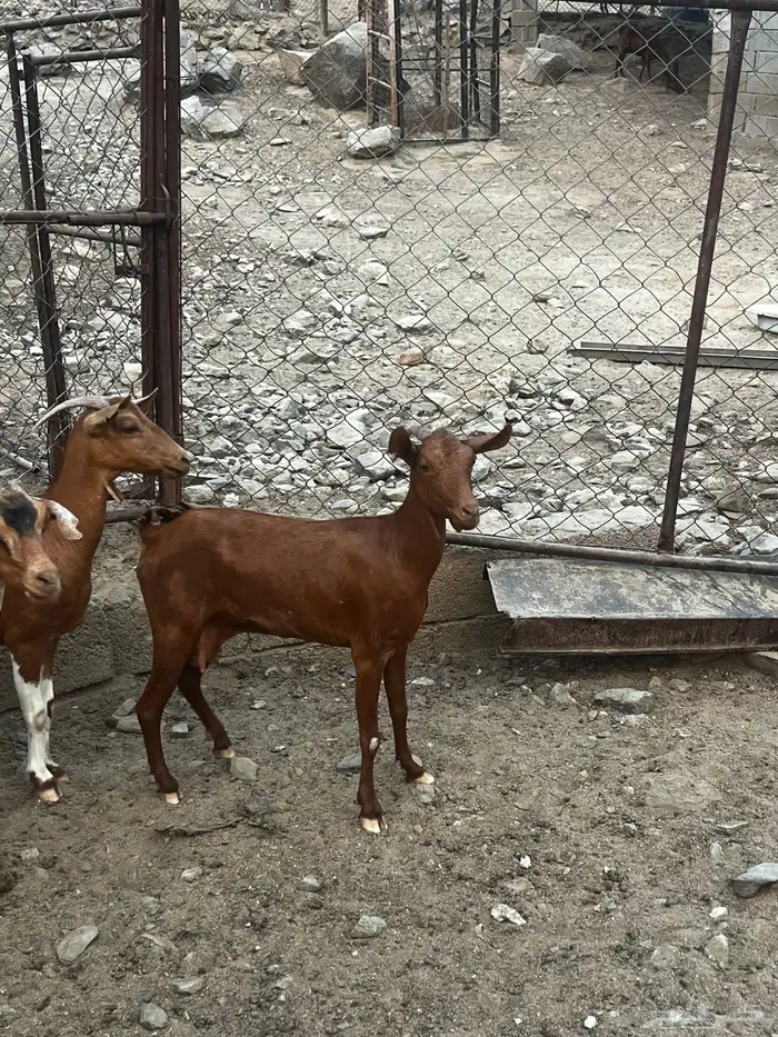 ماعز 1