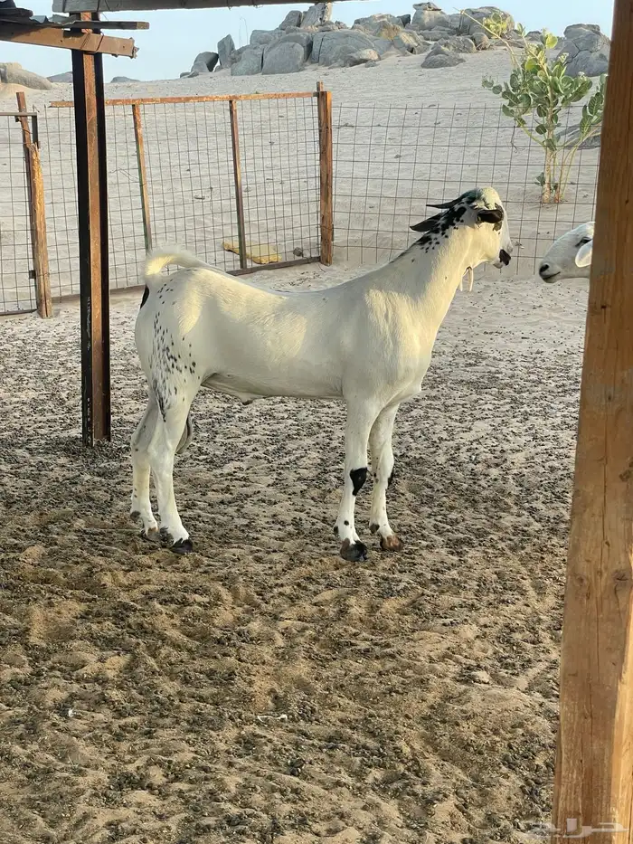 مشروع فحل بيشي   تم البيع 3