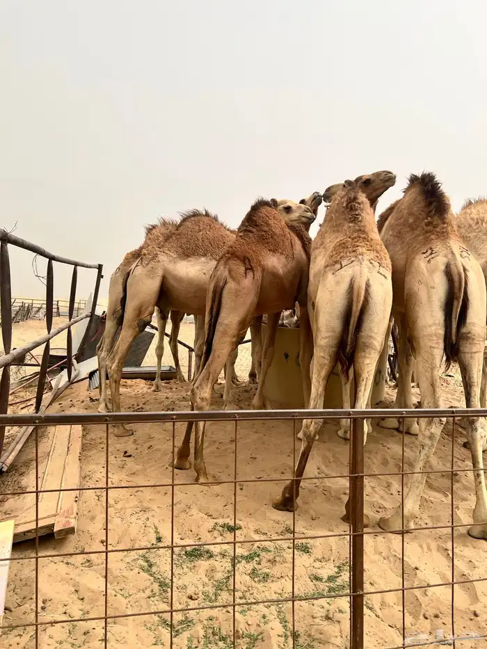 قعدان كفو 4