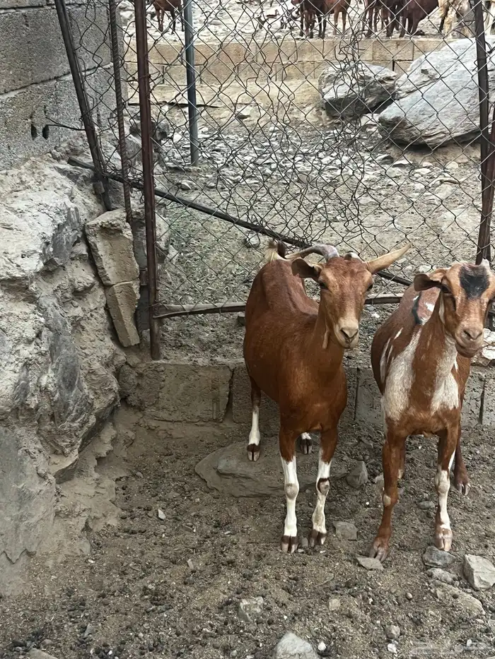 ماعز 0