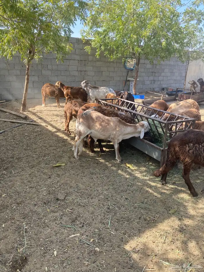 سواكني حمري جذعان 0