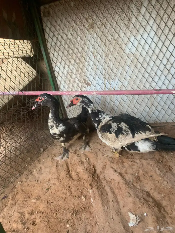 ذكور بح 6
