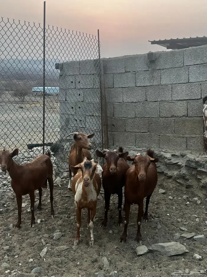ماعز 3
