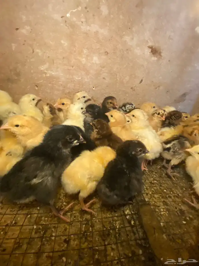 فروخ صوص دجاج بلدي 1