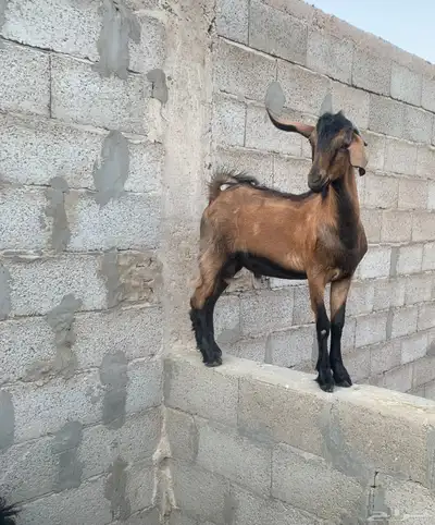 3جفرات 6